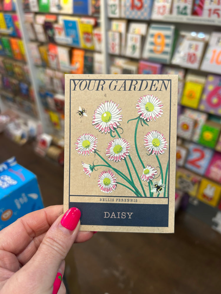 Daisy Seeds