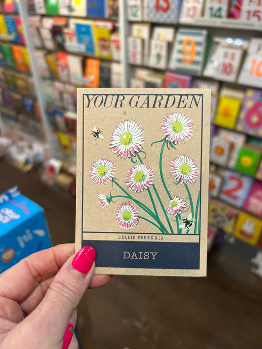 Daisy Seeds